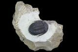 Brown Hollardops Trilobite - Foum Zguid, Morocco #125184-1